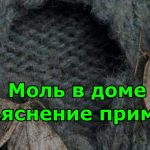 Почему моль появляется в доме